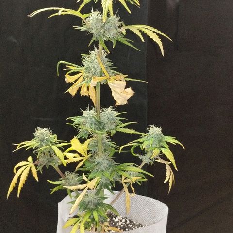 Miracle Berry growlog timeline photo