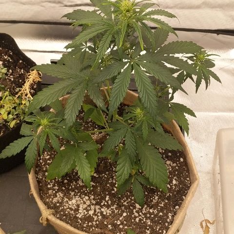 White stomper v3 growlog timeline photo