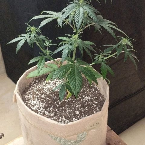 White stomper v3 growlog timeline photo