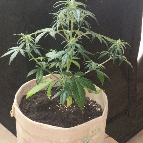 White stomper v3 growlog timeline photo
