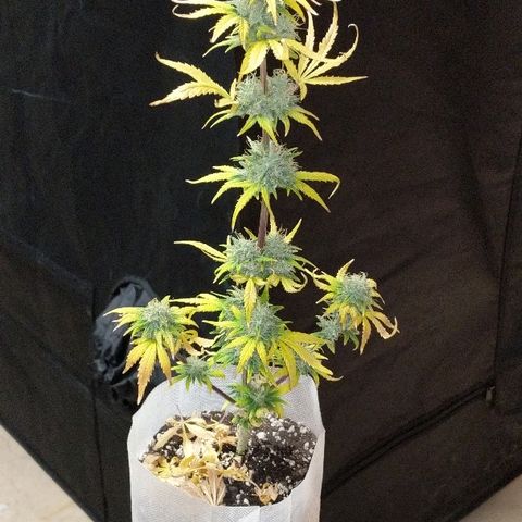 Miracle Berry growlog timeline photo