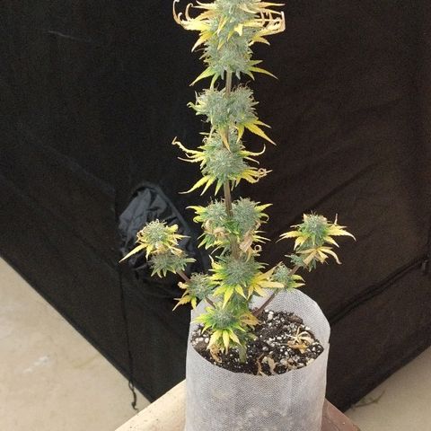 Miracle Berry growlog timeline photo