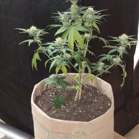 White stomper v3 growlog timeline photo
