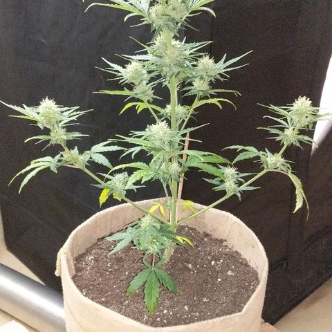 White stomper v3 growlog timeline photo