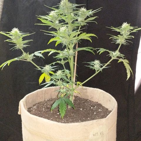 White stomper v3 growlog timeline photo