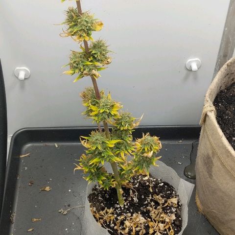 Miracle Berry growlog timeline photo