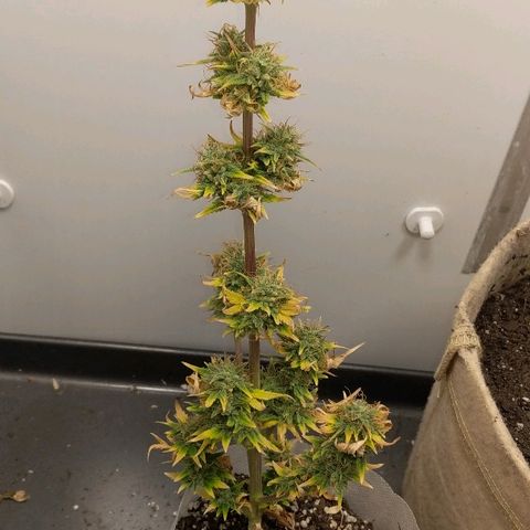 Miracle Berry growlog timeline photo