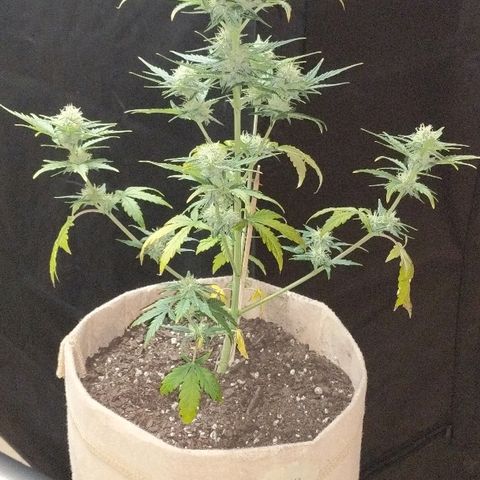 White stomper v3 growlog timeline photo