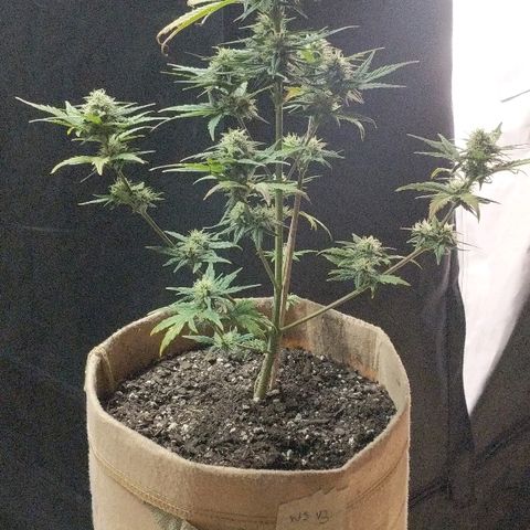 White stomper v3 growlog photo: Roots are fucked