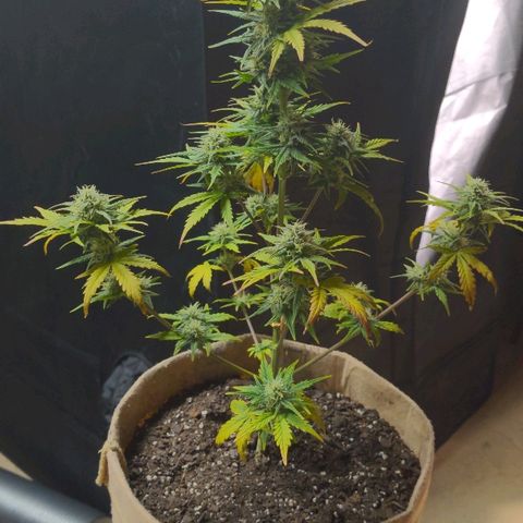 White stomper v3 growlog timeline photo