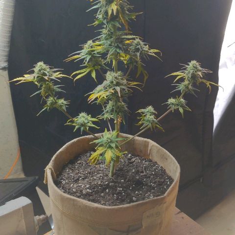 White stomper v3 growlog timeline photo