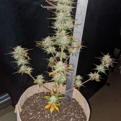 White stomper v3 growlog timeline photo