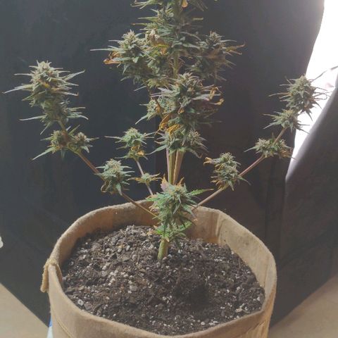 White stomper v3 growlog timeline photo