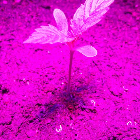 Cream mandarine  growlog timeline photo