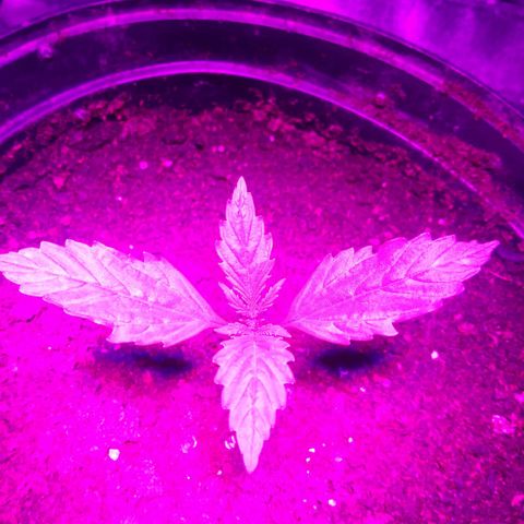 Cream mandarine  growlog timeline photo