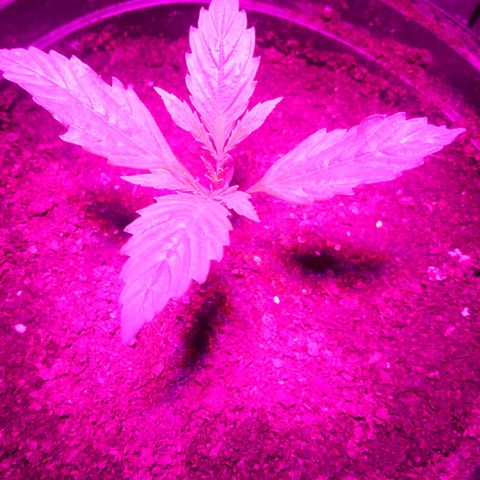 Cream mandarine  growlog timeline photo