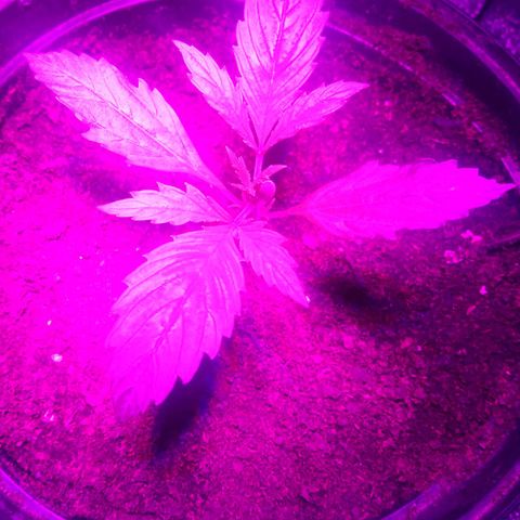 Cream mandarine  growlog timeline photo
