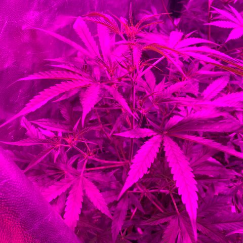 Lemon haze growlog timeline photo