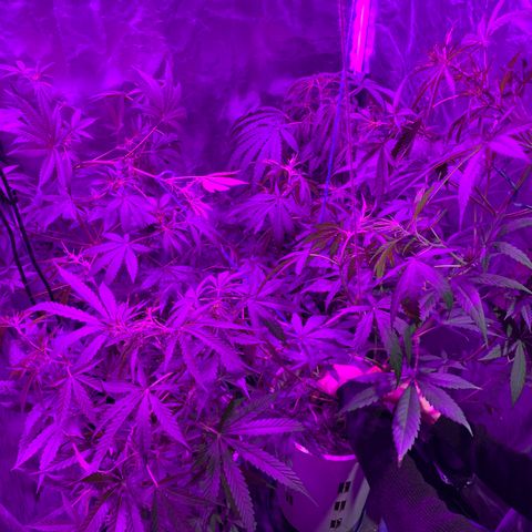 Lemon haze growlog timeline photo