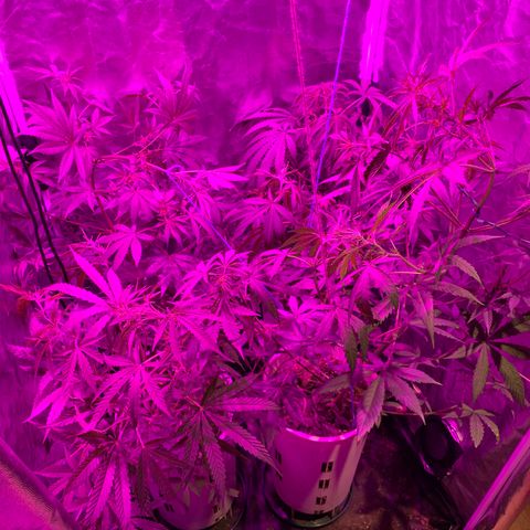 Lemon haze growlog timeline photo