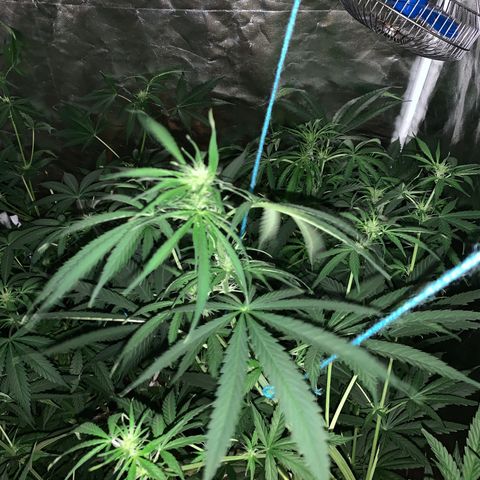 Lemon haze growlog timeline photo
