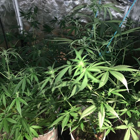 Lemon haze growlog timeline photo