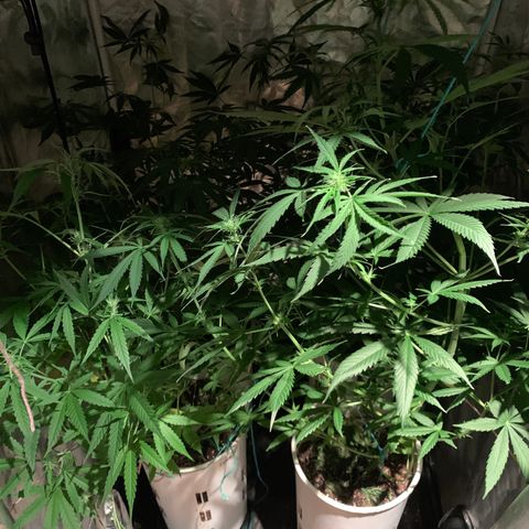 Lemon haze growlog timeline photo