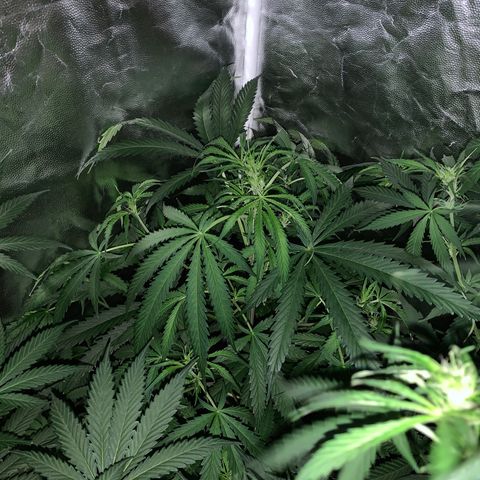 Lemon haze growlog timeline photo