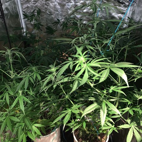 Lemon haze growlog timeline photo
