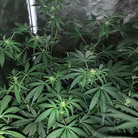 Lemon haze growlog timeline photo