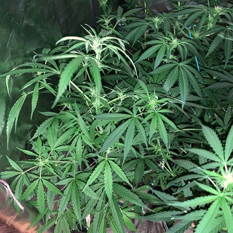 Lemon haze growlog timeline photo