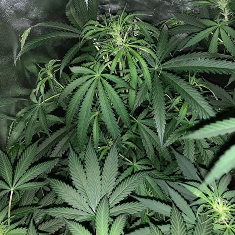 Lemon haze growlog timeline photo