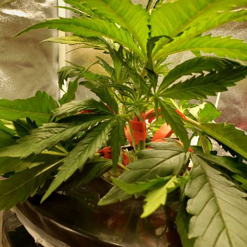 Gorilla 🍪  growlog timeline photo