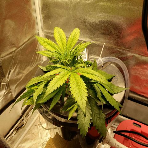 Gorilla 🍪  growlog timeline photo