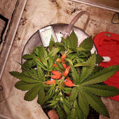 Gorilla 🍪  growlog timeline photo