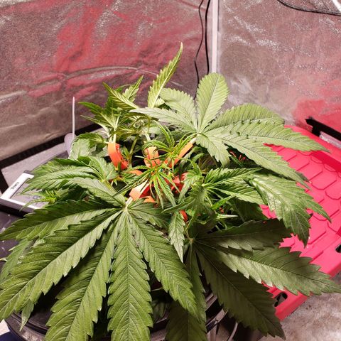 Gorilla 🍪  growlog timeline photo