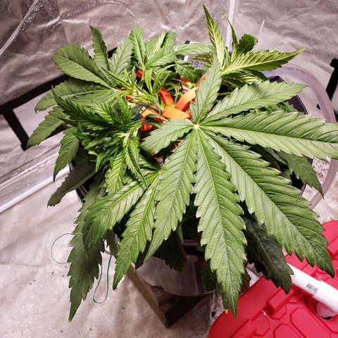 Gorilla 🍪  growlog timeline photo