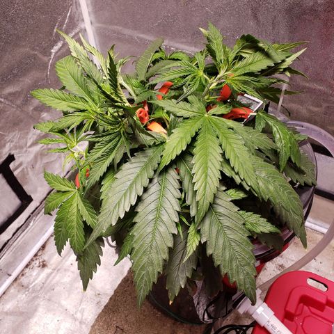Gorilla 🍪  growlog timeline photo