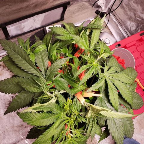Gorilla 🍪  growlog timeline photo
