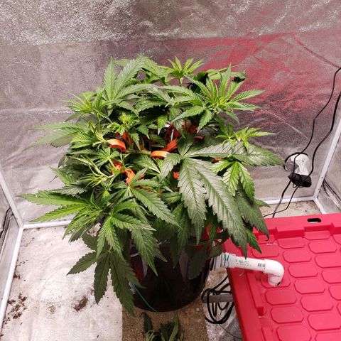 Gorilla 🍪  growlog timeline photo