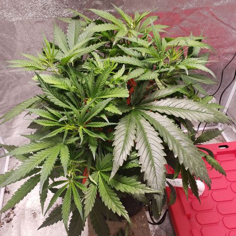 Gorilla 🍪  growlog timeline photo