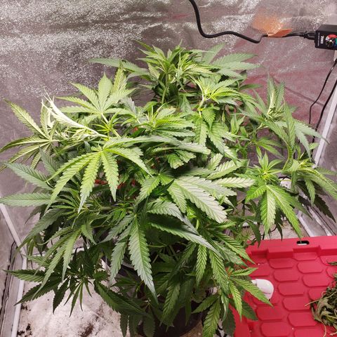 Gorilla 🍪  growlog timeline photo