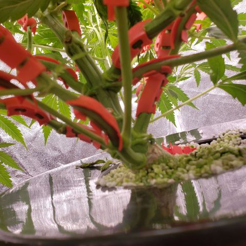 Gorilla 🍪  growlog timeline photo