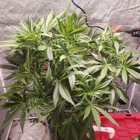 Gorilla 🍪  growlog timeline photo