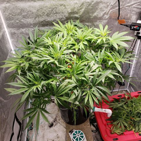 Gorilla 🍪  growlog photo: Fimmed 3 branches on light side. Flower in a few days. 