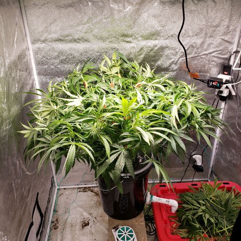 Gorilla 🍪  growlog photo: After training 9 am