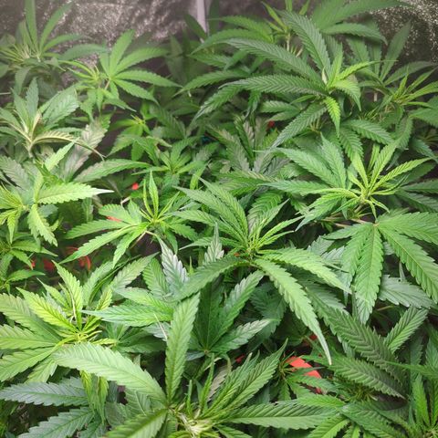Gorilla 🍪  growlog timeline photo