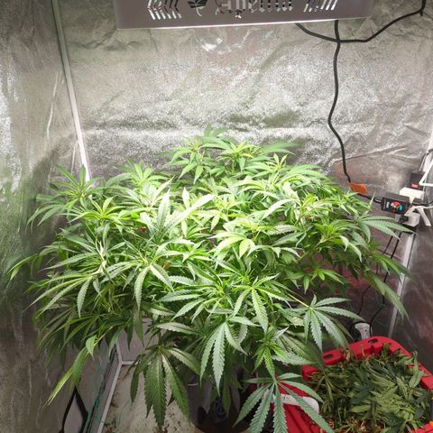 Gorilla 🍪  growlog timeline photo