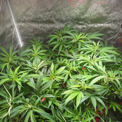 Gorilla 🍪  growlog timeline photo