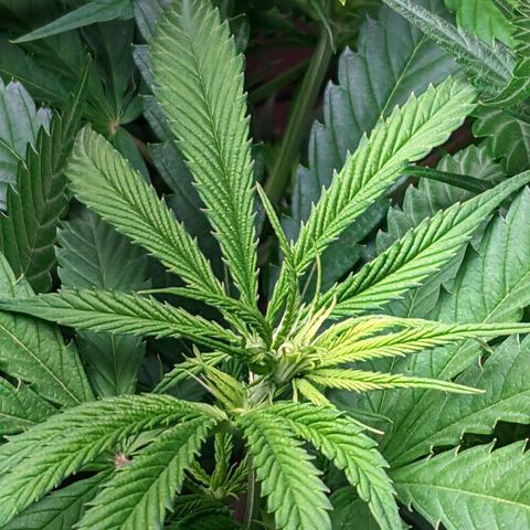 Gorilla 🍪  growlog timeline photo